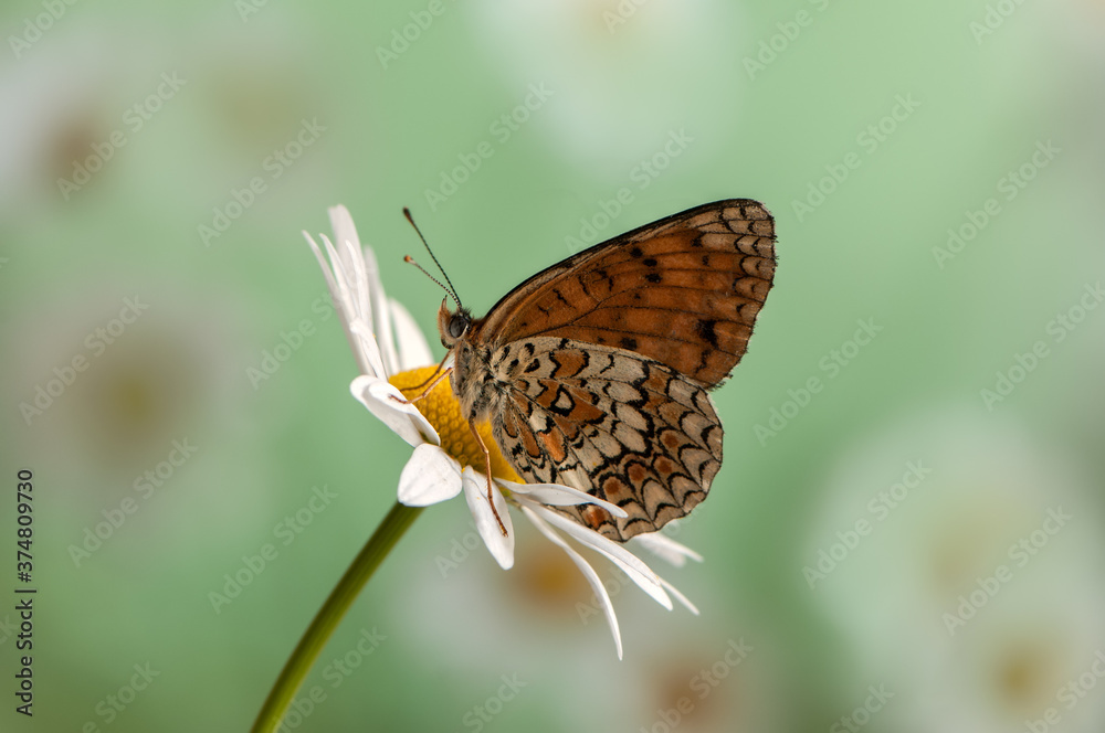 The beautiful and elegant butterfly Melitaea sits on a summer morning on a daisy flower The beautiful and elegant butterfly Melitaea sits on a summer morning on a daisy flower