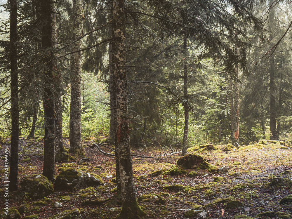 Obraz premium A misty atmospheric pine forest in the Swiss alps. Moss and lichen cover the trees and rocks in the damp lush forest setting.