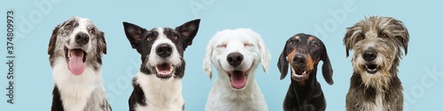 Banner five  happy dogs  smiling on colored blue backgorund with closed eyes and smile expression. photo