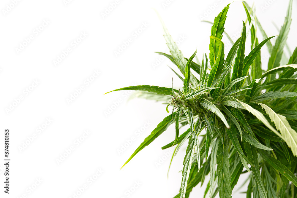 Fototapeta premium Fresh marijuana plant close-up. Cannabis green ripe Plant.