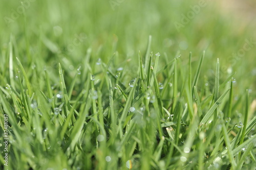 Green grass with morning dew 