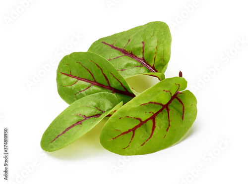 Obraz na plátně Fresh microgreen sorrel leaves. Red veined sorrel.
