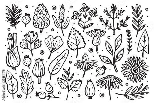 Herbs big set. Forest plants. Flower, branch, leaf, hops, cone. Natural elements. Vector illustration isolated on white background.