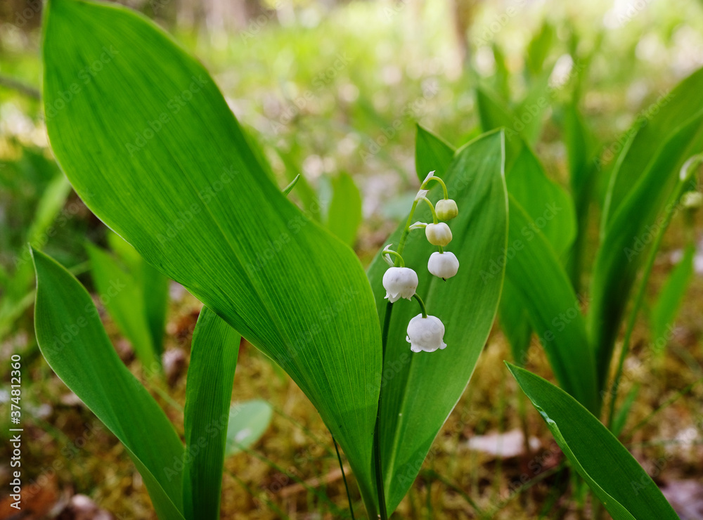Lilies of the valley in the forest Lilies of the valley in the forest