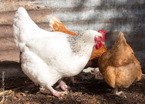 White leghorn hen a large  very athletic, hardy, non-sitter which lays very nice large white eggs  and is a welcome addition to the flock of Isa Brown hens.