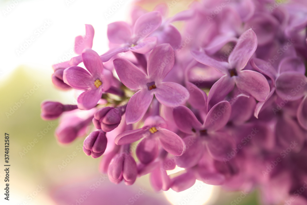 Closeup view of beautiful blossoming lilac shrub outdoors Closeup view of beautiful blossoming lilac shrub outdoors
