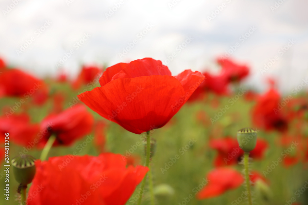 Beautiful red poppy flowers growing in field, closeup Beautiful red poppy flowers growing in field, closeup
