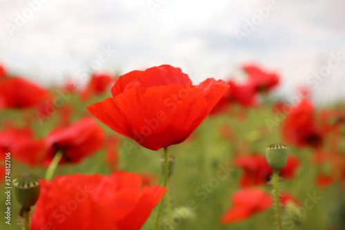 Beautiful red poppy flowers growing in field  closeup