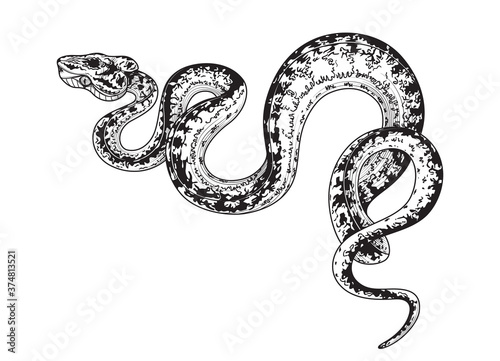 Vector Hand Drawn Monochrome Spotted Snake