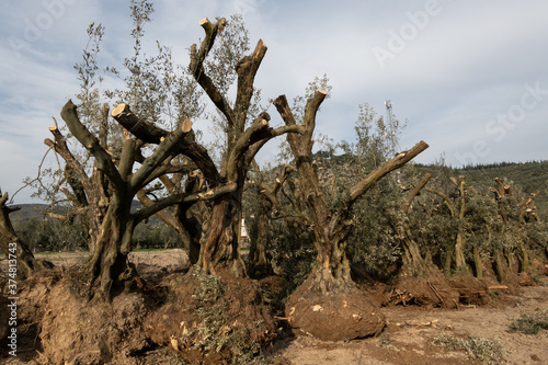 Foto uprooted mature olive trees