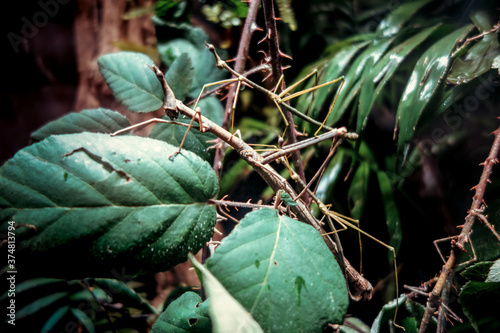 Εκτύπωση καμβά Stick insect - Phasmatodea -  in tropical forest