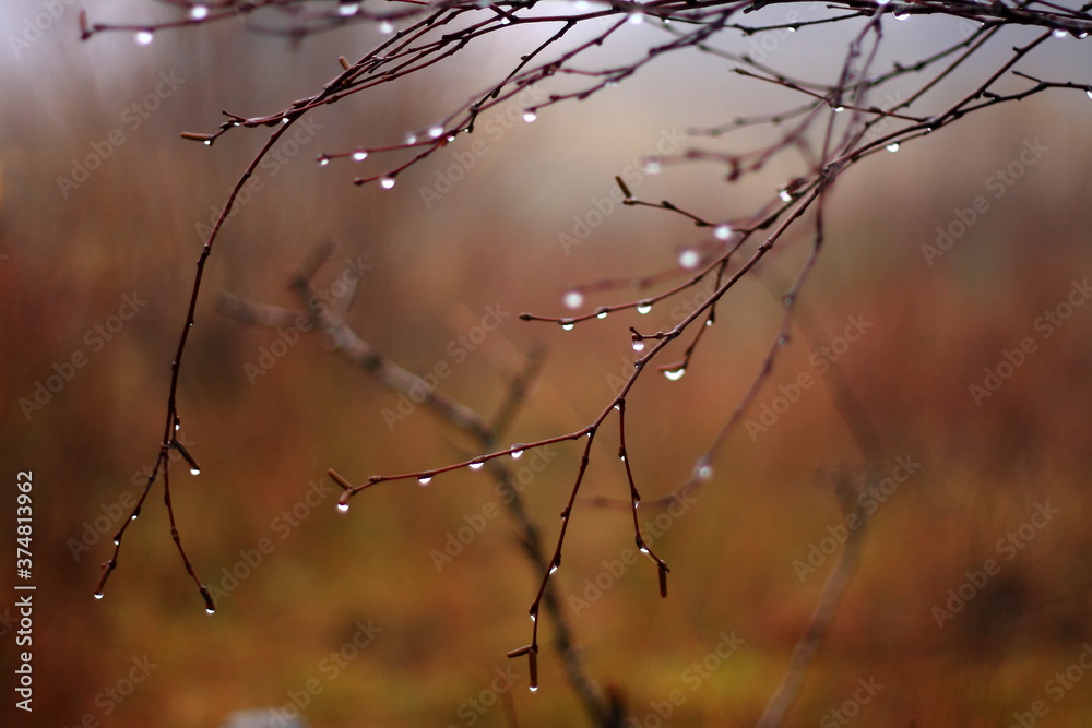 abstract nature scene with naken autumn tree, beautiful colours and selective focus abstract nature scene with naken autumn tree, beautiful colours and selective focus