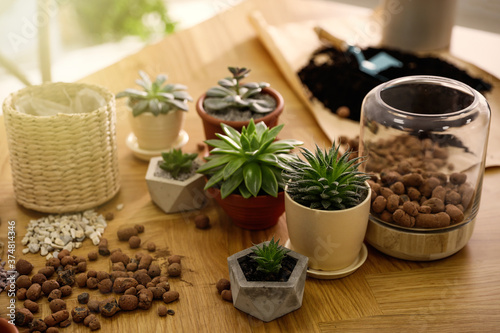 Beautiful potted plants and expanded clay on wooden table at home. Engaging hobby