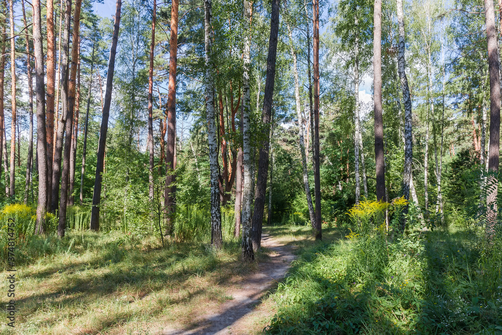 Obraz premium Fragment of the mixed deciduous and coniferous forest