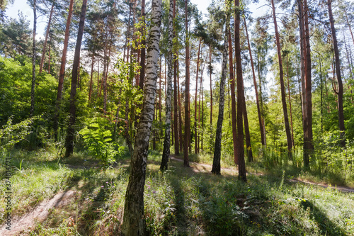 Fragment of the mixed deciduous and coniferous forest backlit