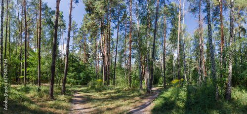 Fototapeta Naklejka Na Ścianę i Meble -  Panorama of mixed deciduous and coniferous forest with footpaths