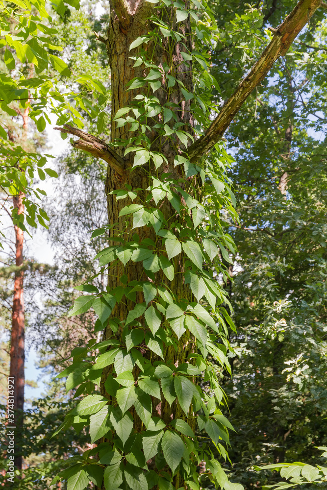 Maiden grapes stems twine along the tree trunk in forest Maiden grapes stems twine along the tree trunk in forest