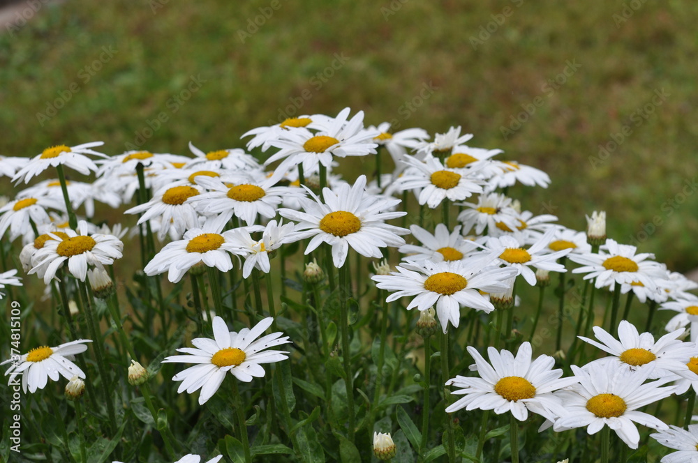 Fototapeta premium Margeriten im Garten