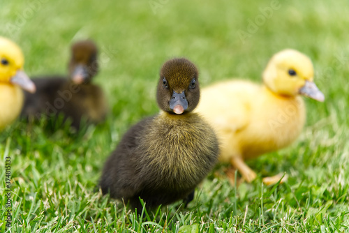 Small newborn ducklings walking on backyard on green grass. Yellow cute duckling running on meadow field on sunny day. © Ilja