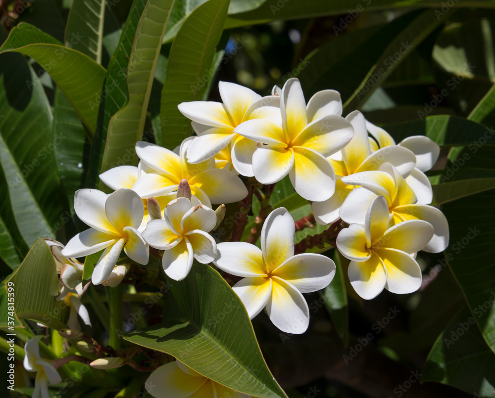 Spectacular fragrant pure white scented blooms with yellow centers of exotic tropical frangipanni species plumeria plumeria flowering in summer adds fragrant charm to an urban street scape. Spectacular fragrant pure white scented blooms with yellow centers of exotic tropical frangipanni species plumeria plumeria flowering in summer adds fragrant charm to an urban street scape.