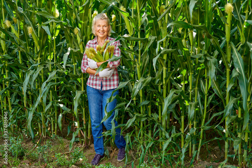 Mature woman farmer at corn harvest.