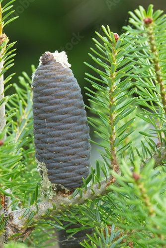 Close up Korean pine cone, Pinus koraiensis photo