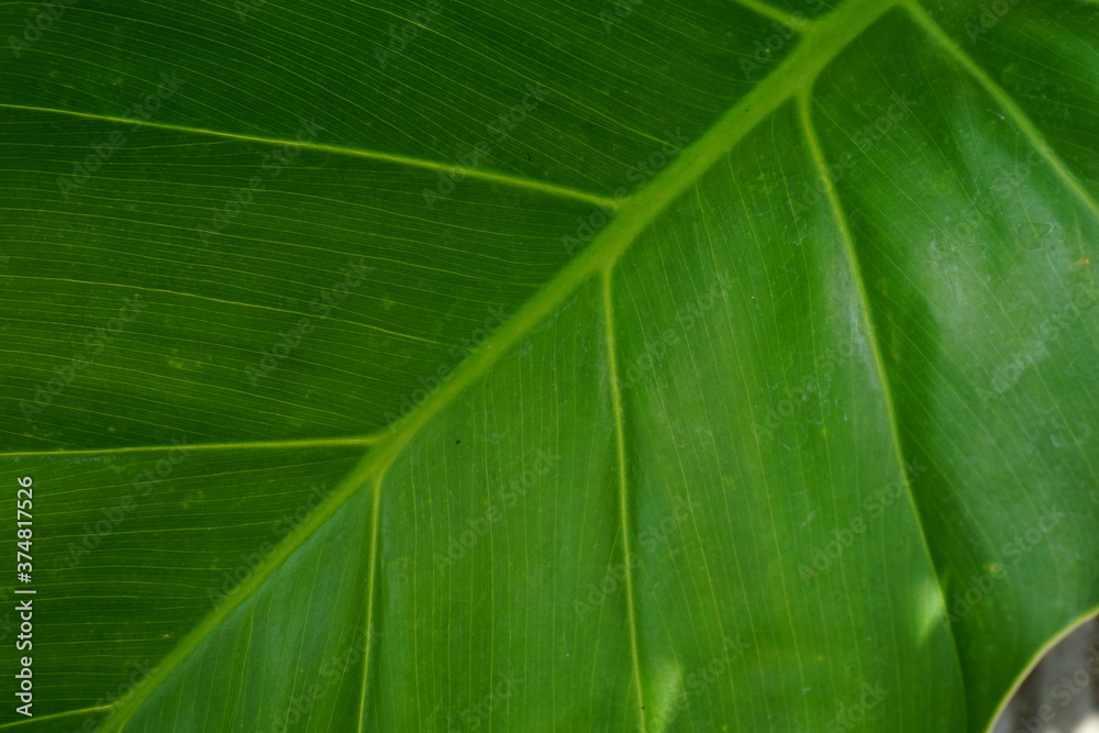 green Taro leaves close up. tropical summer plant green Taro leaves close up. tropical summer plant