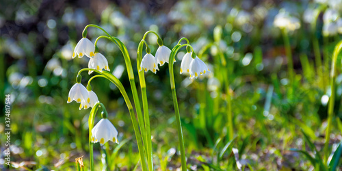 bunch of snowflake flowers on the forest glade. spring nature background on a sunny day © Pellinni