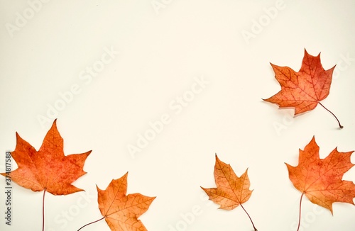 Autumn  colorful composition. Frame of autumn maple leaves on a white background. Flat lay  top view  copy space.