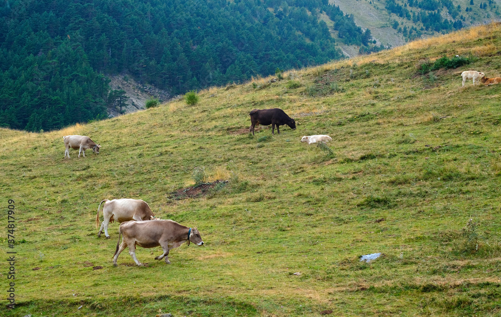 Vacas pastando en la montaña