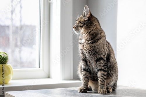 The cat sits on the table and looks out the window