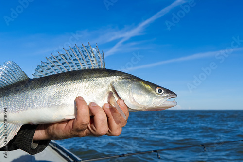 Fisherman holds a caught zander or pike perch in hands against the background of the Baltic sea. Fishing catch and release concept. Zander on freedom.