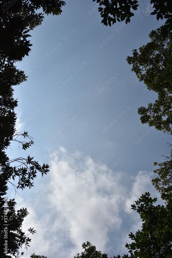 森 空 森 空