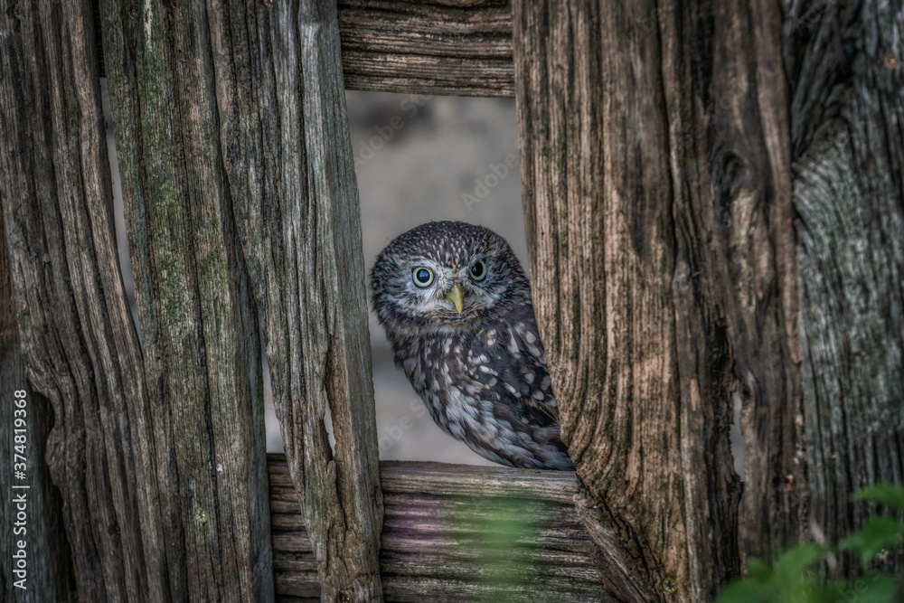 Little Owl (Athene noctua) in a bran window. Old rustic wood and a small owl. Little Owl (Athene noctua) in a bran window. Old rustic wood and a small owl.