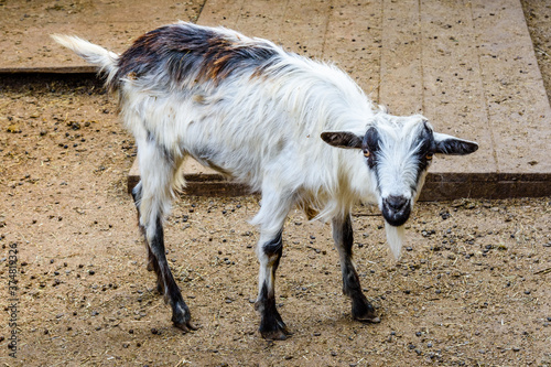 Young goat in corral on a farm