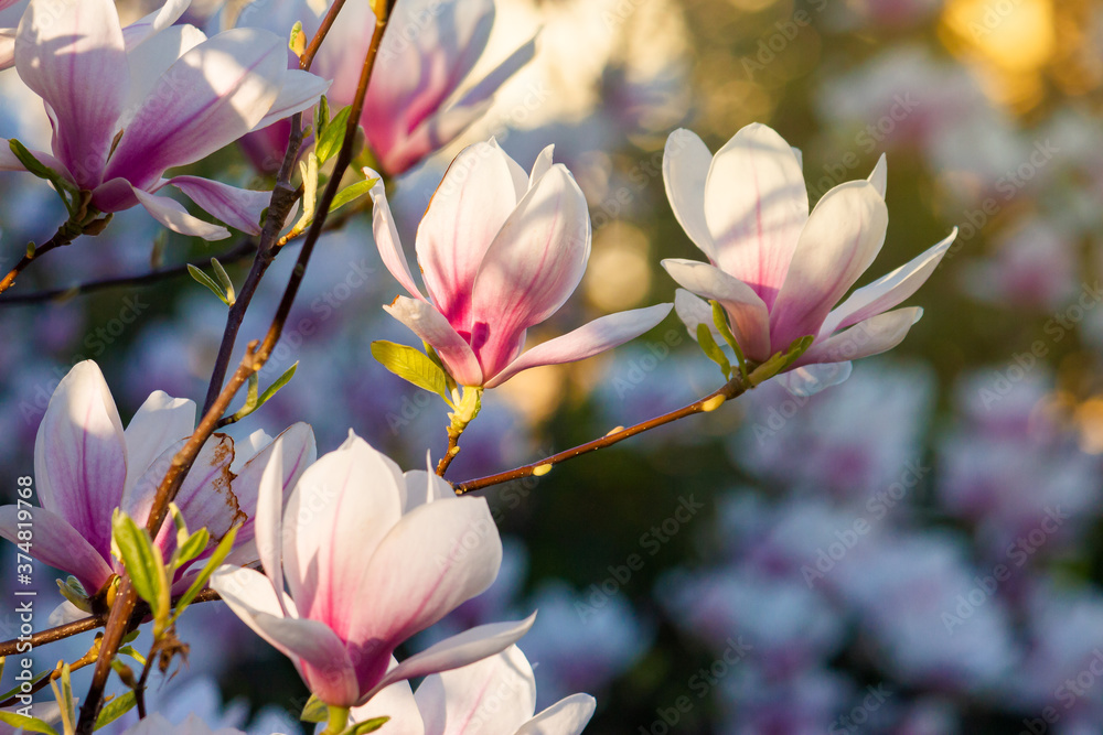 Obraz premium blossom of the pink magnolia. beautiful nature background in evening light
