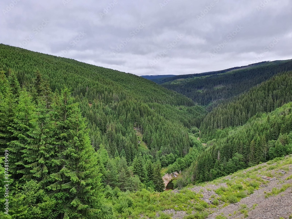 Fototapeta premium forest in the mountains