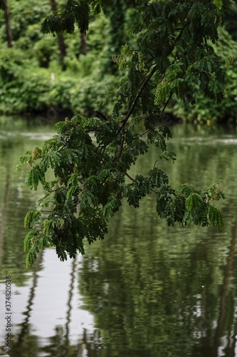 lake in the forest