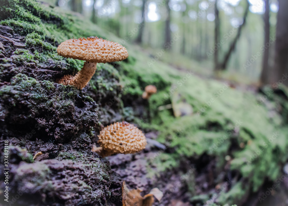 Fototapeta premium mushrooms in the forest
