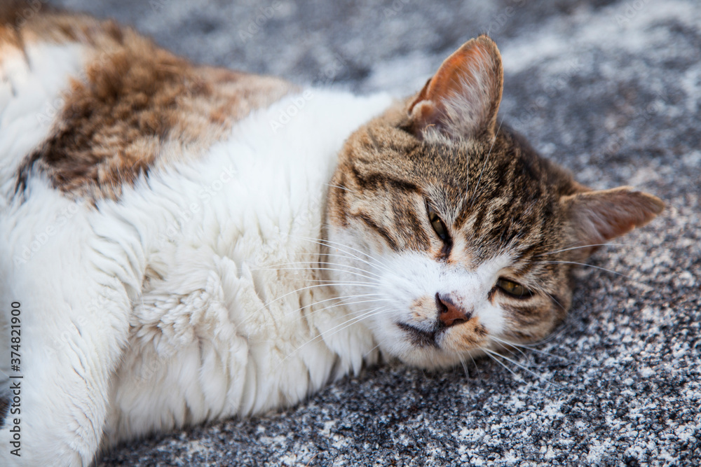 three-colored cat lying on cement three-colored cat lying on cement