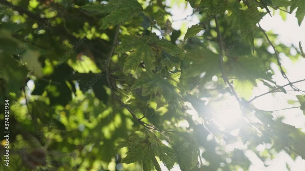 Sun rays gliding among the leaves of plane tree	