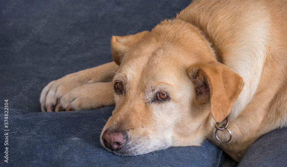 Portrait of a large brown mixed breed dog lying on a blue pillow image in horizontal format Portrait of a large brown mixed breed dog lying on a blue pillow image in horizontal format