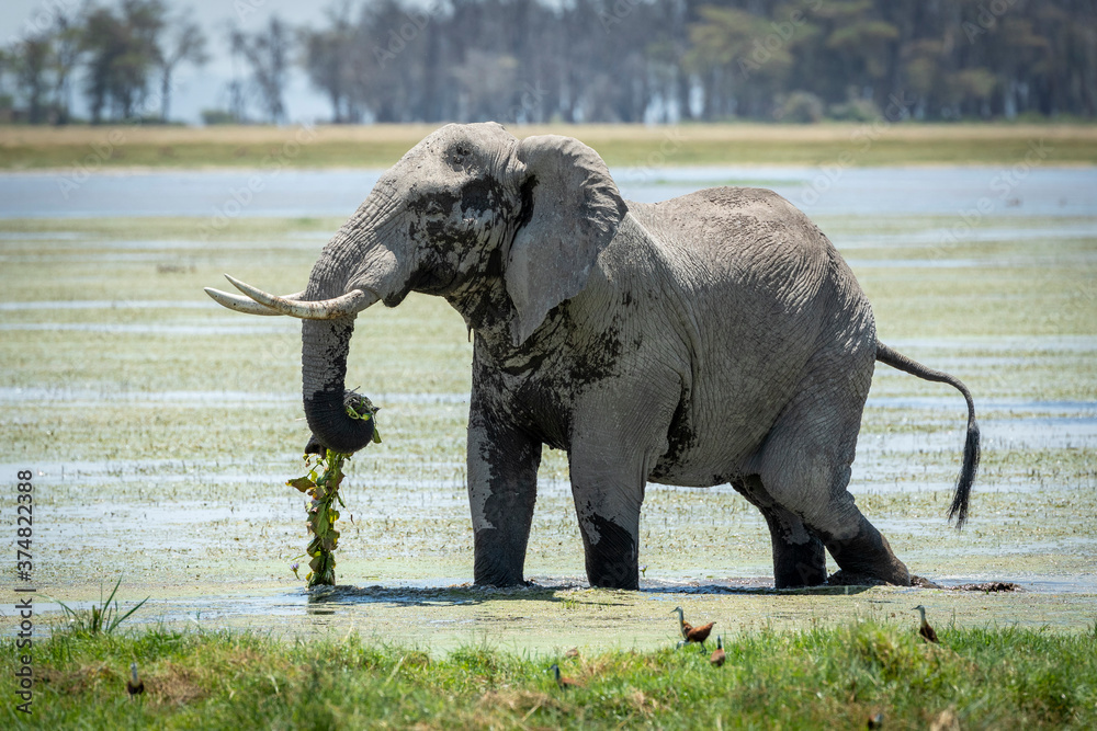 Fototapeta premium Large bull elephant covered in dry mud eating a string of water lilly in Amboseli National Park in Kenya
