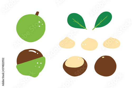 Set, collection of cute cartoon style vector macadamia nuts and leaves for healthy food design.