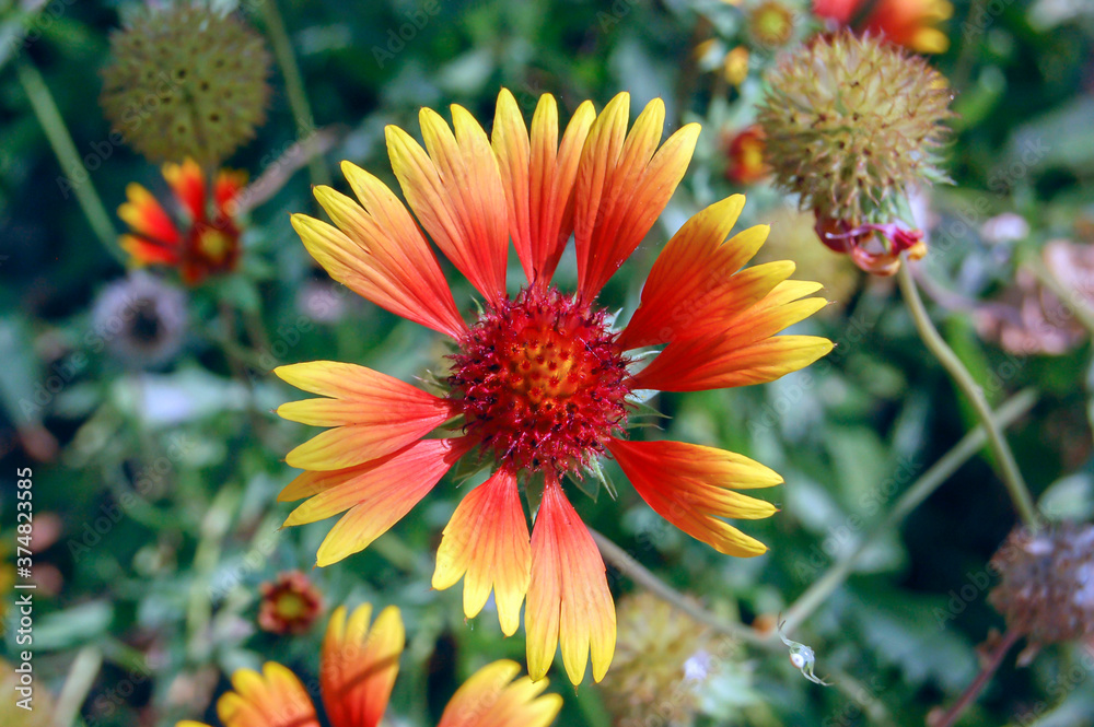 Gaillardia on a blurry background close-up Gaillardia on a blurry background close-up