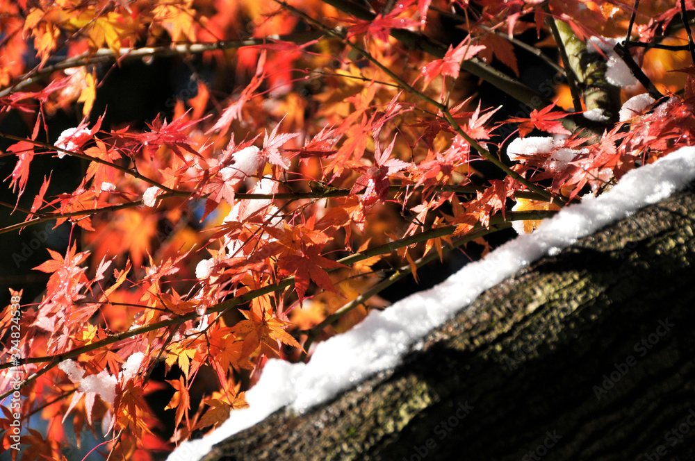 赤くなった紅葉と木に降り積もる雪