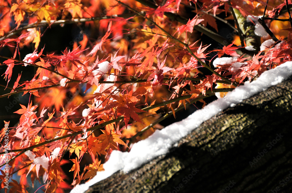 赤くなった紅葉と木に降り積もる雪 赤くなった紅葉と木に降り積もる雪