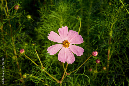 pink flower on green grass