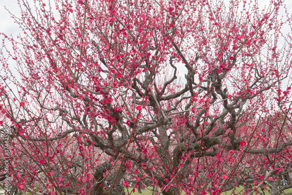 Ume - Japanese Apricot in Osaka Castle Park Ume - Japanese Apricot in Osaka Castle Park