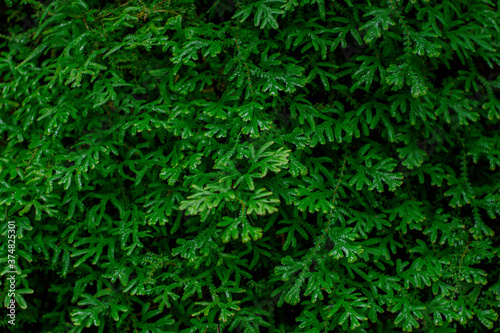 tropical leaves  abstract green leaves texture  nature background